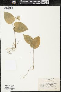 Maianthemum canadense var. interius image