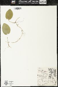 Maianthemum canadense var. interius image