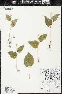 Maianthemum canadense var. interius image