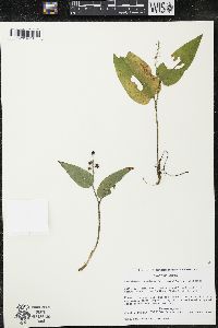 Maianthemum canadense var. interius image