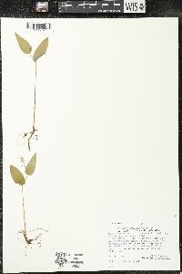 Maianthemum canadense var. interius image