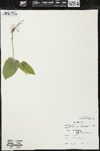 Maianthemum canadense var. interius image