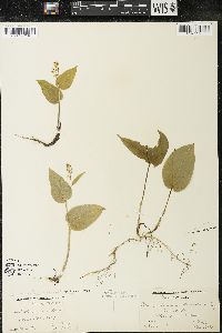 Maianthemum canadense var. canadense image