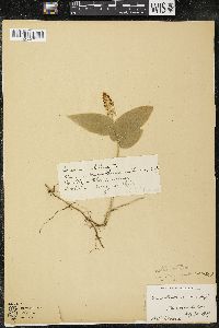 Maianthemum canadense var. interius image