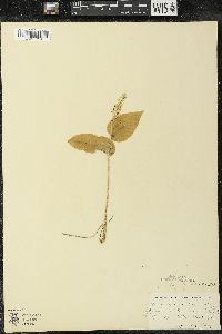 Maianthemum canadense var. interius image