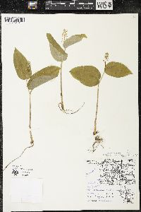 Maianthemum canadense var. interius image