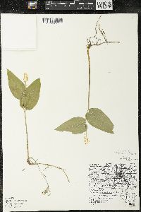Maianthemum canadense var. interius image