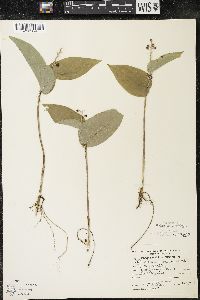 Maianthemum canadense var. interius image