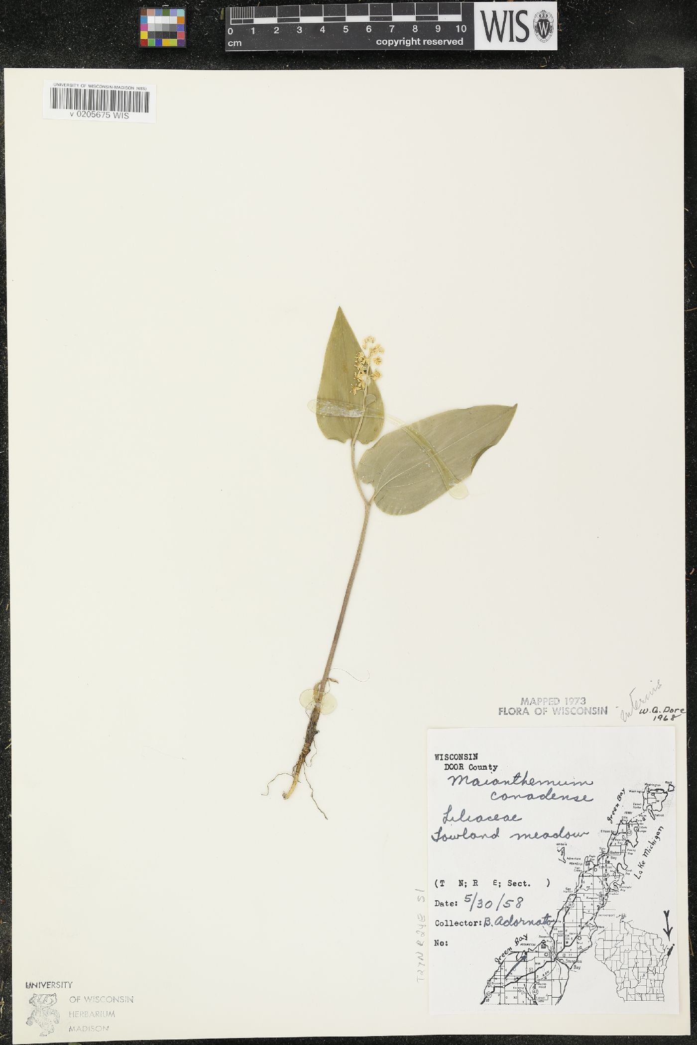 Maianthemum canadense var. interius image