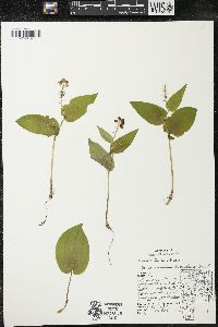 Maianthemum canadense var. interius image