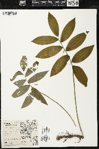 Polygonatum pubescens image