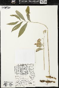 Polygonatum pubescens image