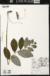 Polygonatum pubescens image