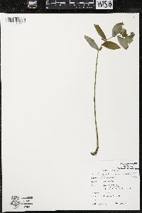 Polygonatum pubescens image