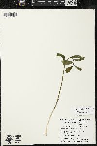 Polygonatum pubescens image