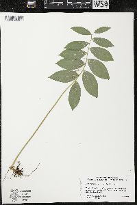 Polygonatum pubescens image