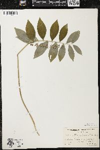 Polygonatum pubescens image
