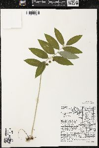 Polygonatum pubescens image