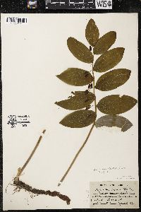 Polygonatum pubescens image