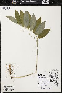 Polygonatum pubescens image