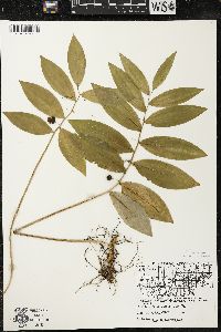 Polygonatum pubescens image