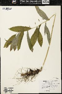 Polygonatum pubescens image
