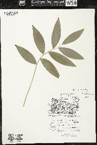 Polygonatum pubescens image