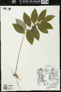 Polygonatum pubescens image