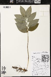 Polygonatum pubescens image