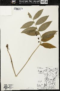 Polygonatum pubescens image