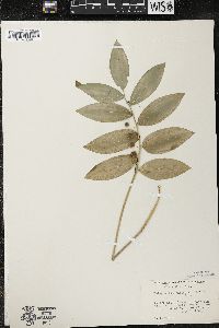 Polygonatum pubescens image