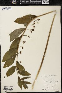 Polygonatum pubescens image