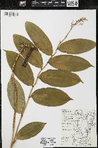 Maianthemum racemosum subsp. racemosum image