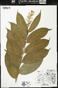 Maianthemum racemosum subsp. racemosum image
