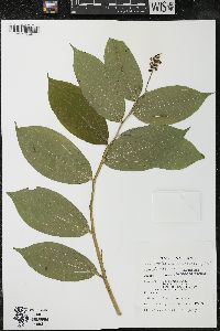 Maianthemum racemosum subsp. racemosum image