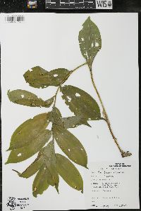 Maianthemum racemosum subsp. racemosum image