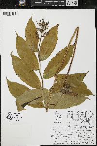 Maianthemum racemosum subsp. racemosum image