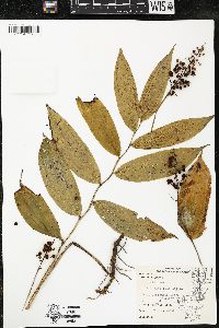 Maianthemum racemosum subsp. racemosum image