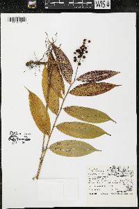 Maianthemum racemosum subsp. racemosum image