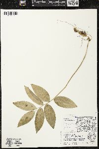 Polygonatum pubescens image