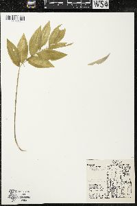 Polygonatum pubescens image