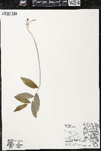 Polygonatum pubescens image