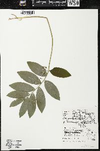Polygonatum pubescens image
