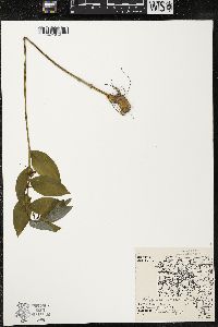 Polygonatum pubescens image