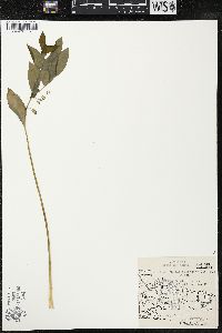 Polygonatum pubescens image