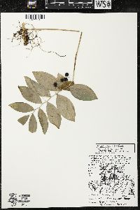 Polygonatum pubescens image