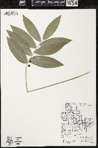 Polygonatum pubescens image