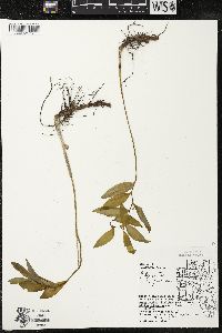 Polygonatum pubescens image