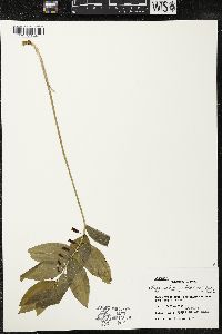 Polygonatum pubescens image