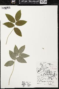 Polygonatum pubescens image